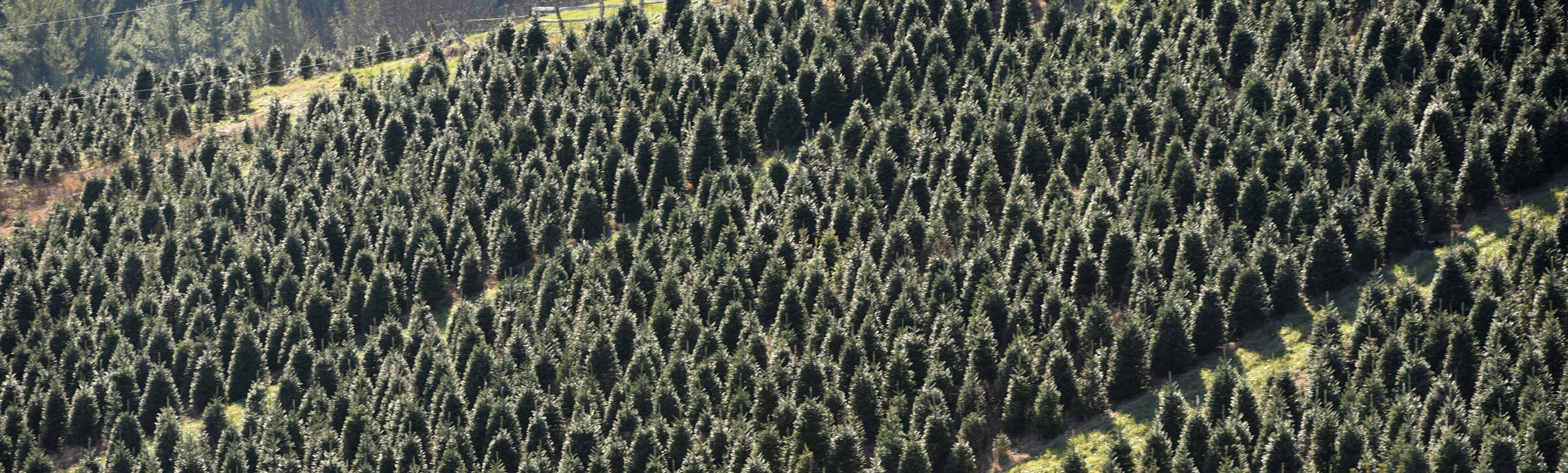 Choose and cut Christmas trees